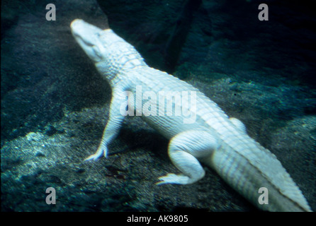 Albino Alligator ruht unter Wasser Stockfoto