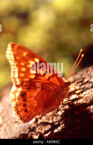 Monarchfalter auf Baumrinde Stockfoto