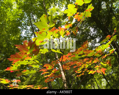 Maple leaves starting to turn a golden red orange colour at the end of summer in Algonquin Provincial Park, Ontario Canada Stockfoto