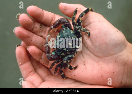 Baby-Krabbe kriechen in Kinderhand s Stockfoto