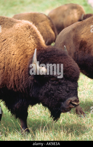 Bisons im Yellowstone-Nationalpark, Wyoming Stockfoto