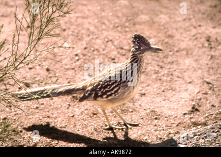 Profil von Road Runner in Wüste Stockfoto