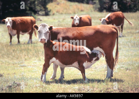 Kälberfütterung von Mutterkuh Stockfoto