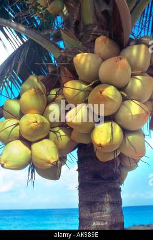 Nahaufnahme von Kokosnüssen auf Baum Stockfoto
