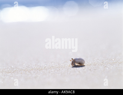 Einsiedlerkrebs am Strand Stockfoto