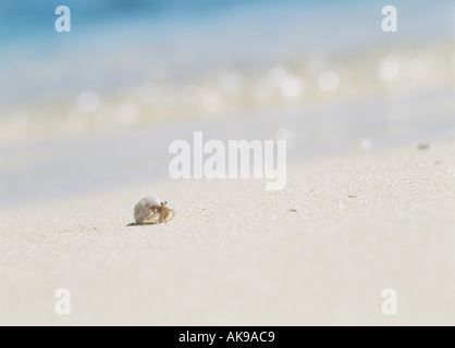 Einsiedlerkrebs am Strand Stockfoto