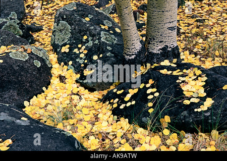 Goldene Herbst Espe Blätter bedecken den Waldboden und vulkanischen Gesteinen umgeben Espenbaum Badehose in Flagstaff, Arizona Stockfoto