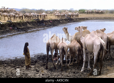 Menschen Wasser ihre Kamele in der Nähe von Ei nahe der Grenze zu Äthiopien im nördlichen Kenia in Ostafrika Stockfoto