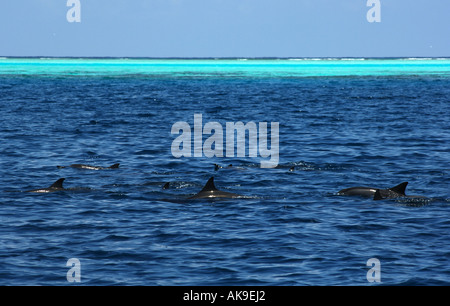 Malediven Indischer Ozean Stockfoto