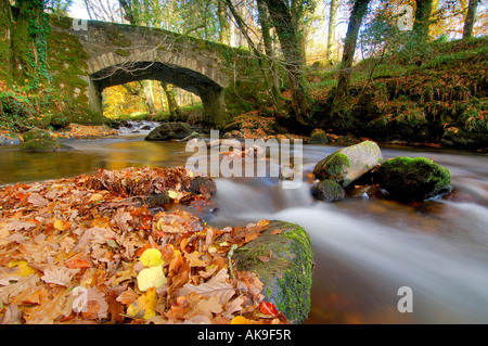 East Dart River auf Dartmoor Devon fließt durch den herbstlichen Wald mit einer steinernen Brücke über Stockfoto