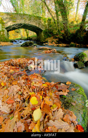 East Dart River auf Dartmoor Devon fließt durch den herbstlichen Wald mit einer steinernen Brücke über Stockfoto