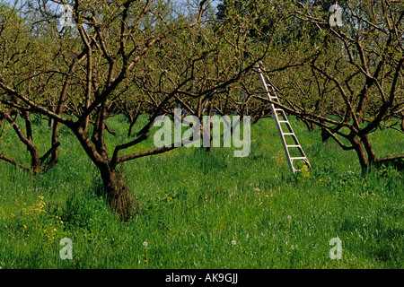 Obstgarten mit Leiter Frühling Twin Rivers Park Roseburg Oregon State USA Stockfoto