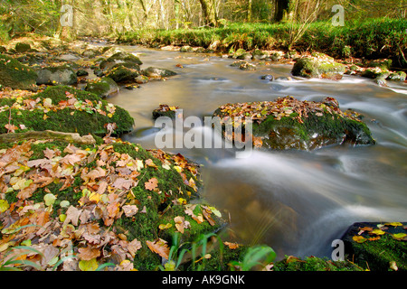 East Dart River auf Dartmoor Devon fließt durch den herbstlichen Wald mit abgefallenen Blättern rundum Stockfoto