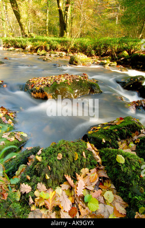 East Dart River auf Dartmoor Devon fließt durch den herbstlichen Wald mit abgefallenen Blättern rundum Stockfoto