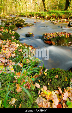 East Dart River auf Dartmoor Devon fließt durch den herbstlichen Wald mit abgefallenen Blättern rundum Stockfoto