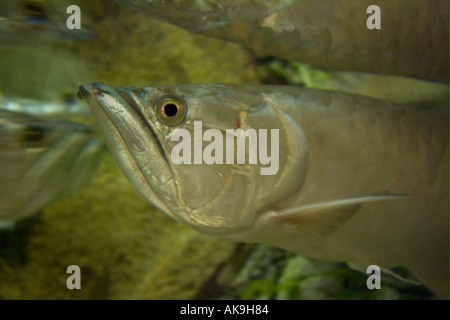 Silberne Arowana oder Arahuana Osteoglossum bicirrosum Stockfoto