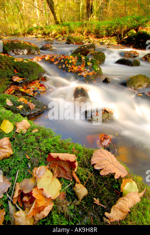 East Dart River auf Dartmoor Devon fließt durch den herbstlichen Wald mit abgefallenen Blättern rundum Stockfoto