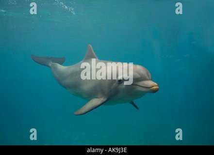 Großer Tümmler Tursiops truncatus Stockfoto