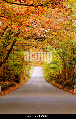 Fantastische Anzeige der goldene farbige herbstliche Bäume, die bogenförmig über einer ruhigen Landstrasse mit Sonnenlicht strahlt durch Stockfoto