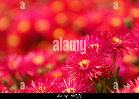 Karminroten Blüten mit gelbem Zentrum Stockfoto
