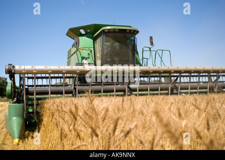 Sommerweizen ernten Stockfoto
