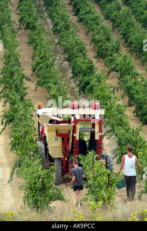 Erntemaschine im südlichen Frankreich Lezignan Corbieres Weinbaugebiet. Stockfoto