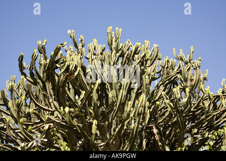 Kakteen Pflanzen Marrakesch, Marokko, Afrika. Stockfoto