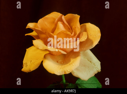 Rose Wasser Tautropfen Rosa Blütenblatt Blütenblätter Blume Ausschneiden Schönheit schön Tropfen Porträt Kunst künstlerische florale botanische Nahaufnahme Stockfoto