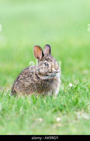 Östlichen Cottontail Bunny vertikal Stockfoto