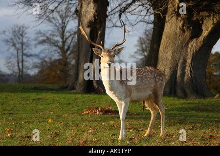 Männliche Damhirsche Stockfoto