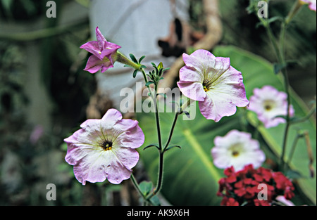 Blumen-Petunia in Nahaufnahme Stockfoto