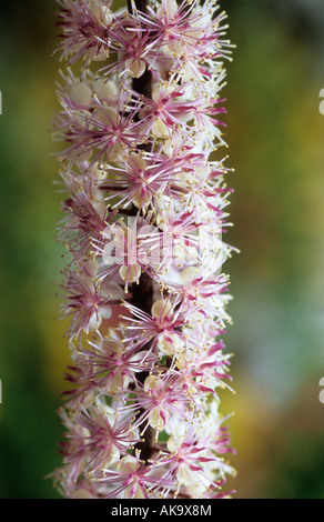 Actaea simplex Pink Spike Syn Cimicifuga Stockfoto