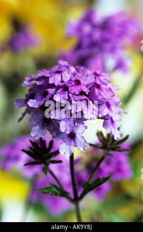 Verbena X hybrida Seabrook s Lavendel Stockfoto