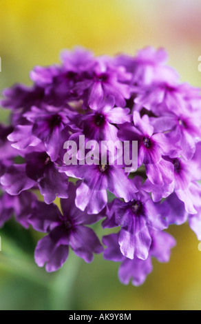 Verbena X hybrida Seabrook s Lavendel Stockfoto