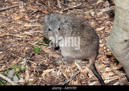 Nahaufnahme der Langnasen-Potoroo-Potorous Tridactylus - Familie Potoroidae Stockfoto