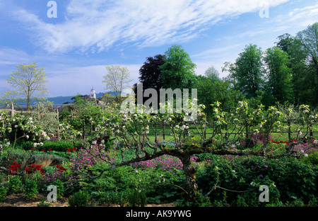 Parham Sussex Spalier ausgebildeten alten Apfelbaum Stockfoto