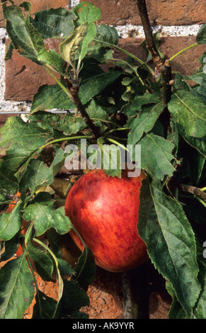 Apple Charles Ross Stockfoto