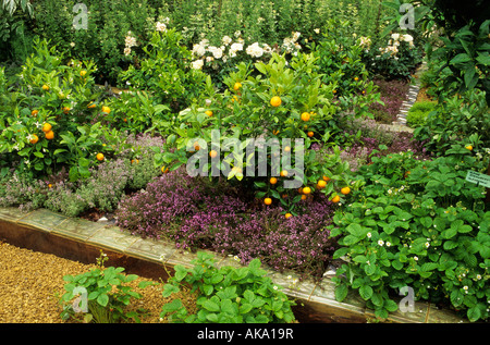 formale Kräuter und Obst Garten Zitrusfrüchte Thymian Erdbeere Stockfoto