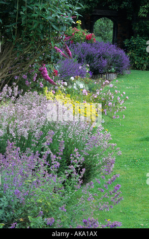 Iden Croft Kräuter englischer Lavendel Lavandula Angustifolia Rosea und Katzenminze in Grenze Stockfoto