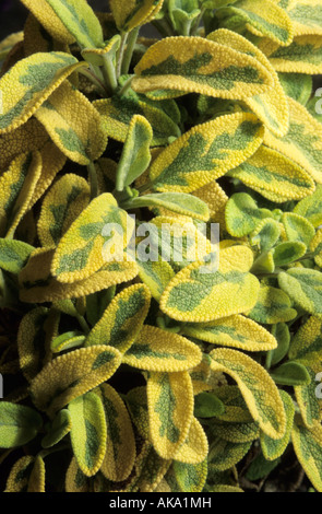 bunte Salbei Salvia Officinalis Icterina Kraut Stockfoto