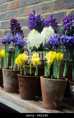 Fairfield Surrey Hyacinthus Blue Delft und L Unschuld Narzisse Tete ein Tete Iris Reticulata Harmonie Iris histrioides Stockfoto