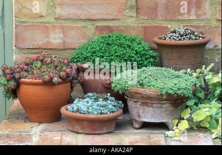 Semperviven Sedum und Blattern in Terrakotta-Töpfe Stockfoto