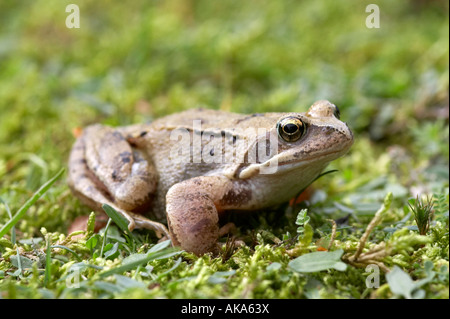 Grasfrosch, Rana Temporariaphotographed im Vereinigten Königreich Stockfoto