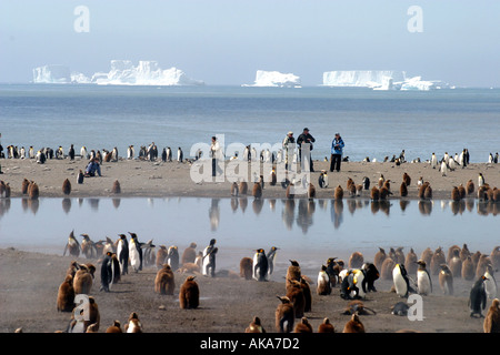 Königspinguine am Strand von St. Andrews Bay South Georgia Island, Scotia Meer und Touristen am Strand Stockfoto