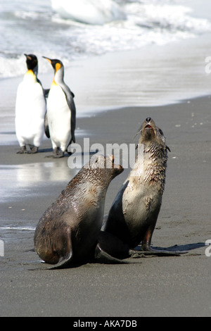 Robben am Strand spielen König Pinguine im Hintergrund Stockfoto