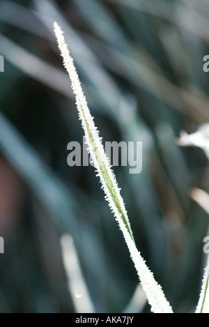 Frost bedeckt Grashalm Stockfoto