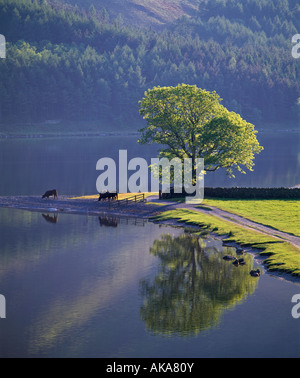 Baum reflektiert in Buttermere Lake Cumbria England Lake District Stockfoto