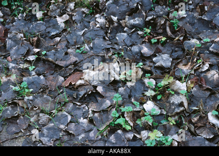 Nasses Laub auf Boden Stockfoto