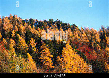 Wald Herbst Farbe zeigen Stockfoto