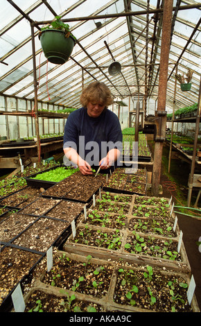 Frau pflanzt beginnt im Gewächshaus Stockfoto